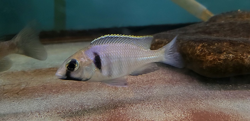 Placidochromis electra 'Likoma Island'